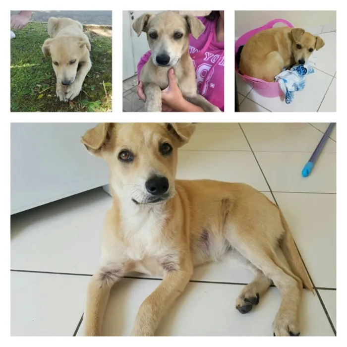Cachorro ra a Vira-lata idade 2 a 6 meses nome Brigite