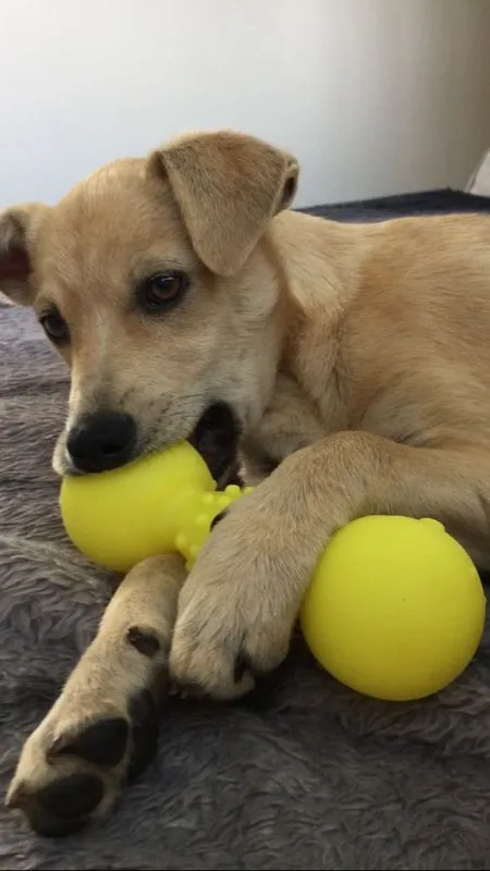 Cachorro ra a Vira-lata idade 2 a 6 meses nome Brigite