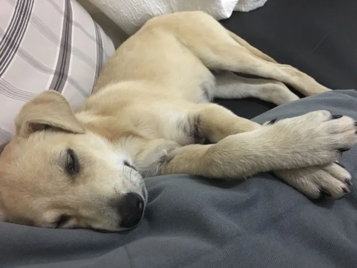 Cachorro ra a Vira-lata idade 2 a 6 meses nome Brigite