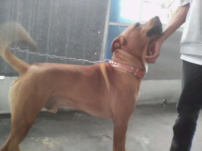 Cachorro ra a Pitbull com rottweiler idade 2 a 6 meses nome Tedy