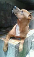 Tedy