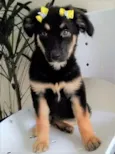 RUBI