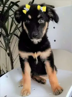 Cachorro raça SRD idade 2 a 6 meses nome RUBI