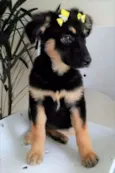 RUBI