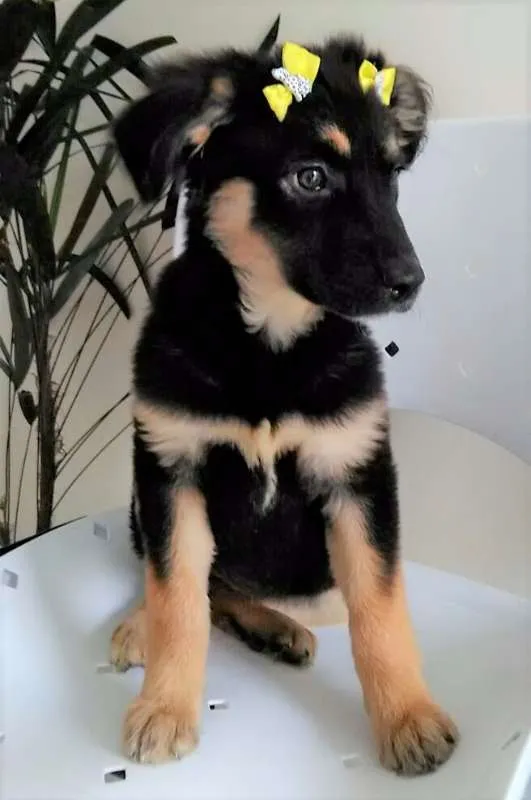 Cachorro ra a SRD idade 2 a 6 meses nome RUBI