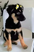 RUBI