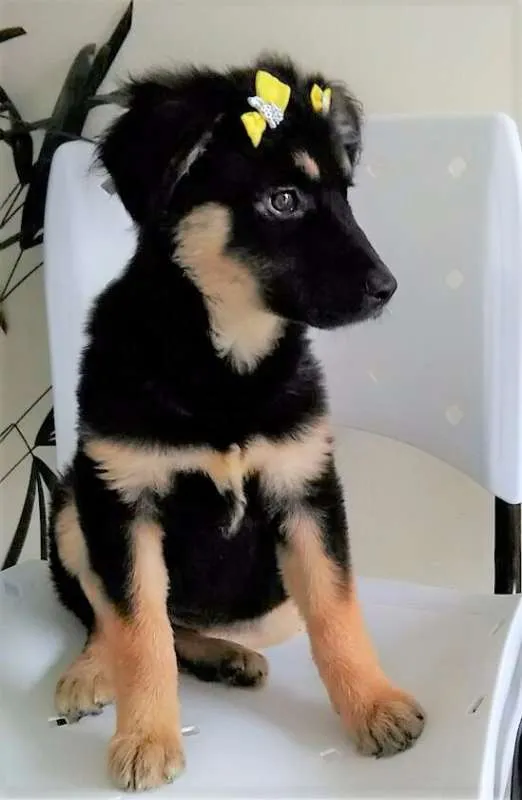 Cachorro ra a SRD idade 2 a 6 meses nome RUBI