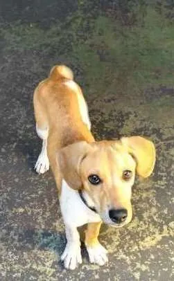 Cachorro ra a Vira lata  idade 2 a 6 meses nome Boris