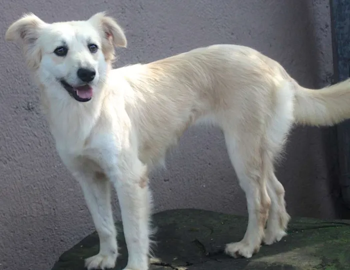 Cachorro ra a  idade 3 anos nome Angel