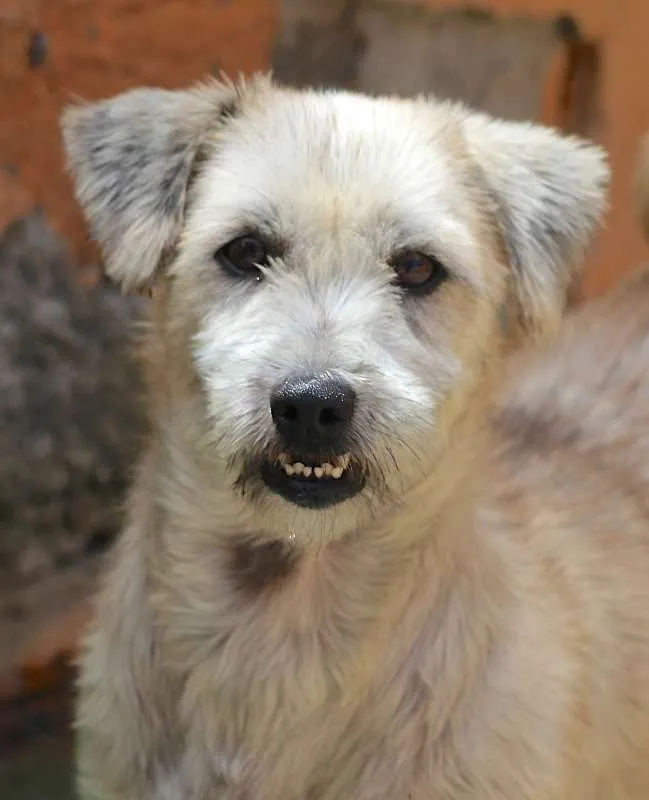 Cachorro ra a Lhasa Apso idade 5 anos nome Isa Pequena