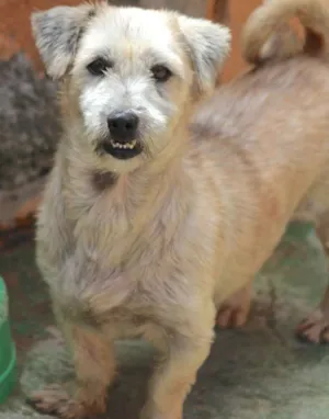 Cachorro raça Lhasa Apso idade 5 anos nome Isa Pequena