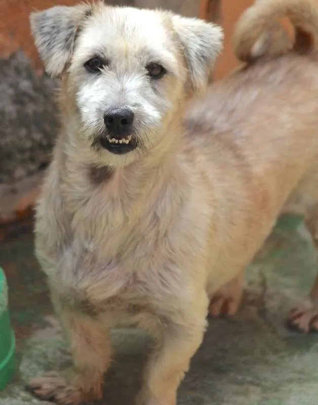 Cachorro ra a Lhasa Apso idade 5 anos nome Isa Pequena