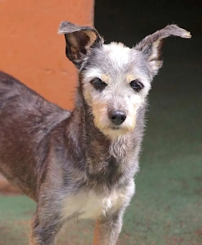 Cachorro ra a  idade 6 ou mais anos nome Gigi Pequenina