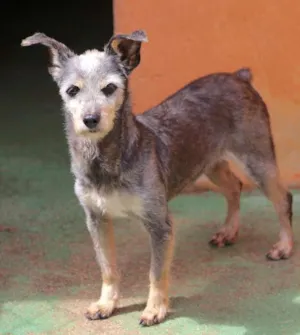 Cachorro raça  idade 6 ou mais anos nome Gigi Pequenina