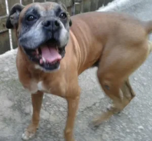 Cachorro raça boxer idade 5 anos nome Rex