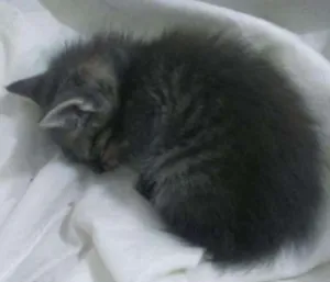 Gato raça Raça misturada idade Abaixo de 2 meses nome Não possui nome