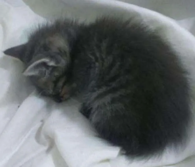 Gato ra a Raça misturada idade Abaixo de 2 meses nome Não possui nome