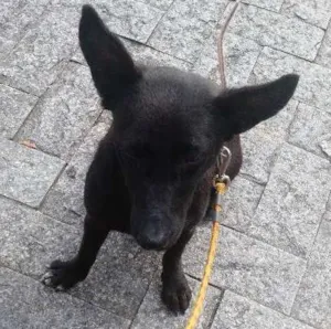 Cachorro raça VIRALATAS idade 7 a 11 meses nome PRETINHA