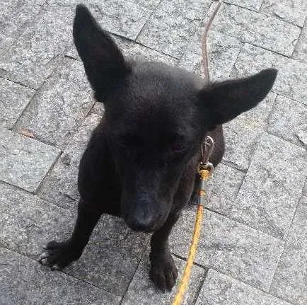 Cachorro ra a VIRALATAS idade 7 a 11 meses nome PRETINHA
