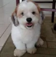 Billy