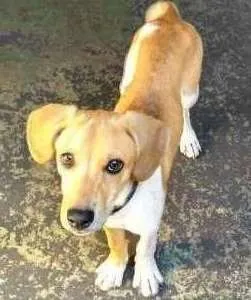 Cachorro ra a Vira lata  idade 2 a 6 meses nome Boris