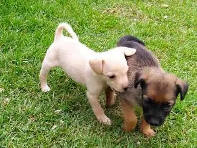 Cachorro ra a indefinida idade Abaixo de 2 meses nome sem nome