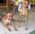 Sete cães