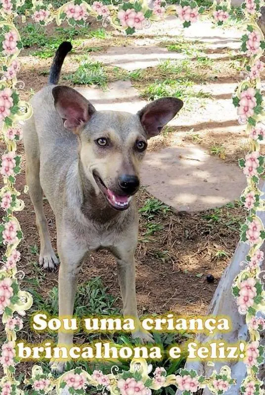 Cachorro raça SRD idade 7 a 11 meses nome Sete cães