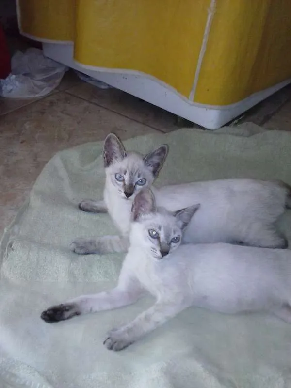 Gato ra a siamês claro idade 2 a 6 meses nome sem nome