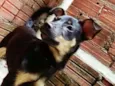 Pipoca 
