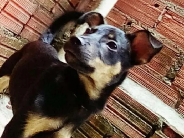Cachorro ra a Nao sei idade 2 a 6 meses nome Pipoca 