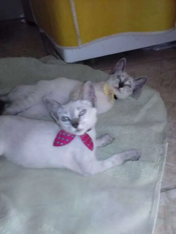 Gato ra a siamês claro idade 2 a 6 meses nome sem nome