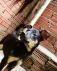 Pipoca
