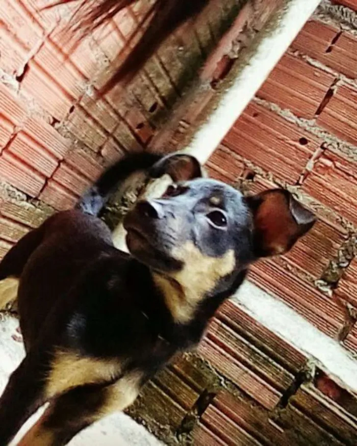 Cachorro ra a  idade 2 a 6 meses nome Pipoca