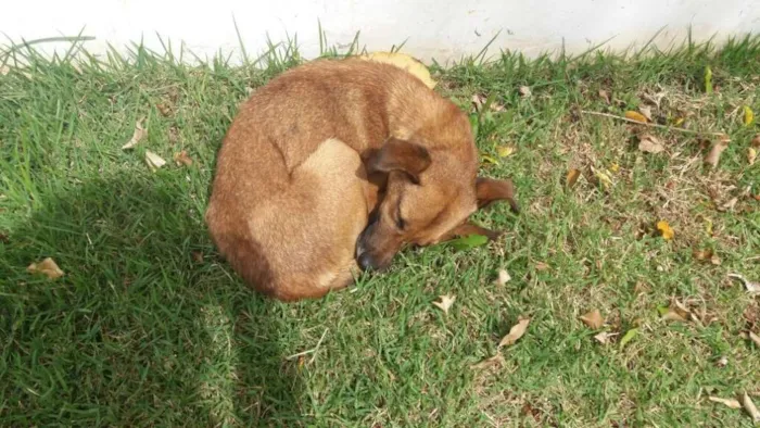 Cachorro ra a srd idade 2 anos nome fenix