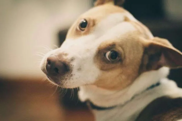 Cachorro ra a Vira lata idade 2 anos nome Edmundo