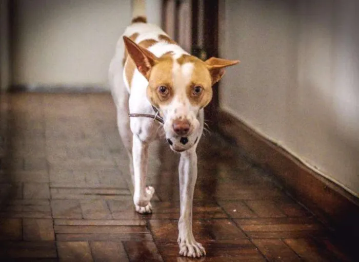 Cachorro ra a Vira lata idade 2 anos nome Edmundo