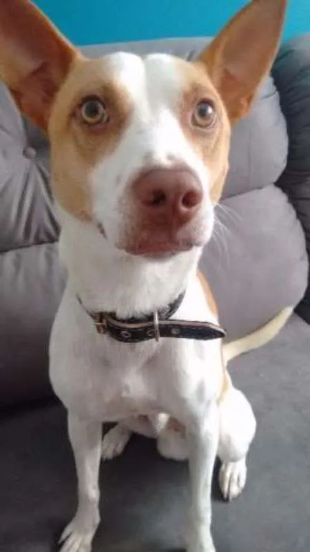 Cachorro ra a Vira lata idade 2 anos nome Edmundo