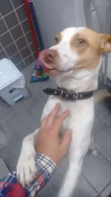 Cachorro ra a Vira lata idade 2 anos nome Edmundo