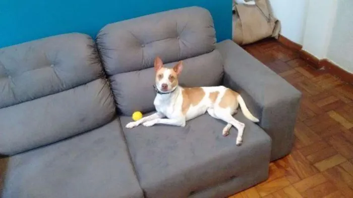 Cachorro ra a Vira lata idade 2 anos nome Edmundo