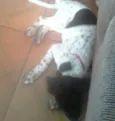 Pipoca