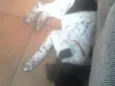 Pipoca