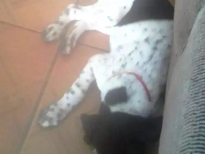 Cachorro ra a Dálmata com vira lata idade 2 a 6 meses nome Pipoca