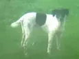 Pipoca