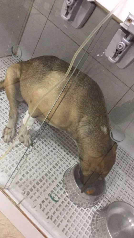 Cachorro raça VIRA LATA idade 3 anos nome LOSSI