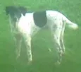 Pipoca