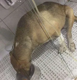 Cachorro raça VIRA LATA idade 3 anos nome LOSSI