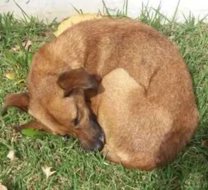 Cachorro raça srd idade 2 anos nome fenix