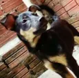 Pipoca