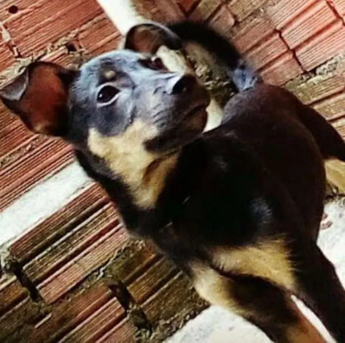 Cachorro ra a  idade 2 a 6 meses nome Pipoca